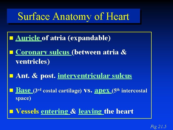 Surface Anatomy of Heart Auricle of atria (expandable) Coronary sulcus (between atria & ventricles)