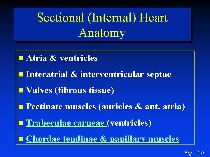 Sectional (Internal) Heart Anatomy Atria & ventricles Interatrial & interventricular septae Valves (fibrous tissue)