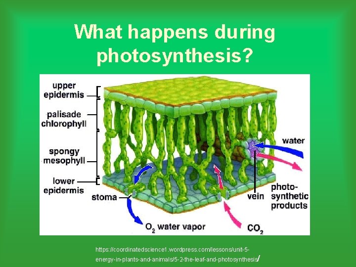 What happens during photosynthesis? https: //coordinatedscience 1. wordpress. com/lessons/unit-5 energy-in-plants-and-animals/5 -2 -the-leaf-and-photosynthesis/ 