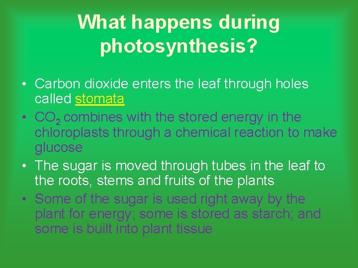 What happens during photosynthesis? • Carbon dioxide enters the leaf through holes called stomata