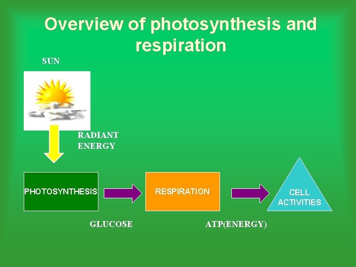 Overview of photosynthesis and respiration SUN RADIANT ENERGY PHOTOSYNTHESIS GLUCOSE RESPIRATION ATP(ENERGY) CELL ACTIVITIES