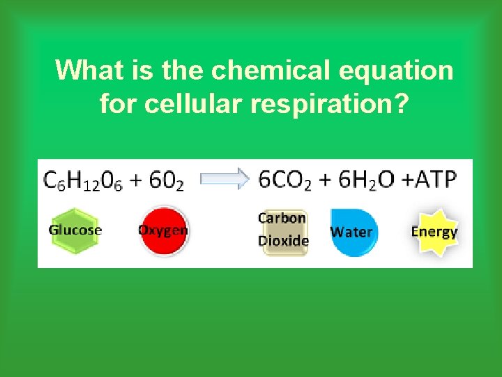 What is the chemical equation for cellular respiration? 