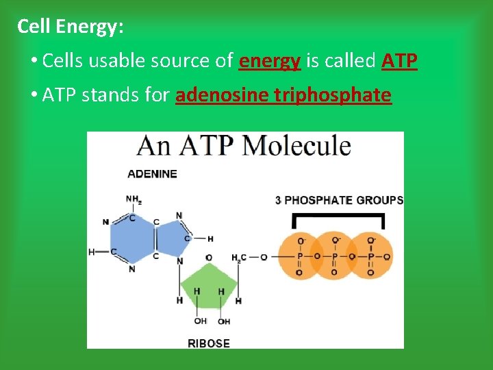 Cell Energy: • Cells usable source of energy is called ATP • ATP stands