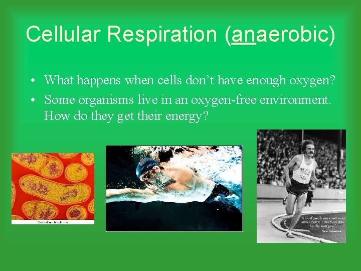Cellular Respiration (anaerobic) • What happens when cells don’t have enough oxygen? • Some