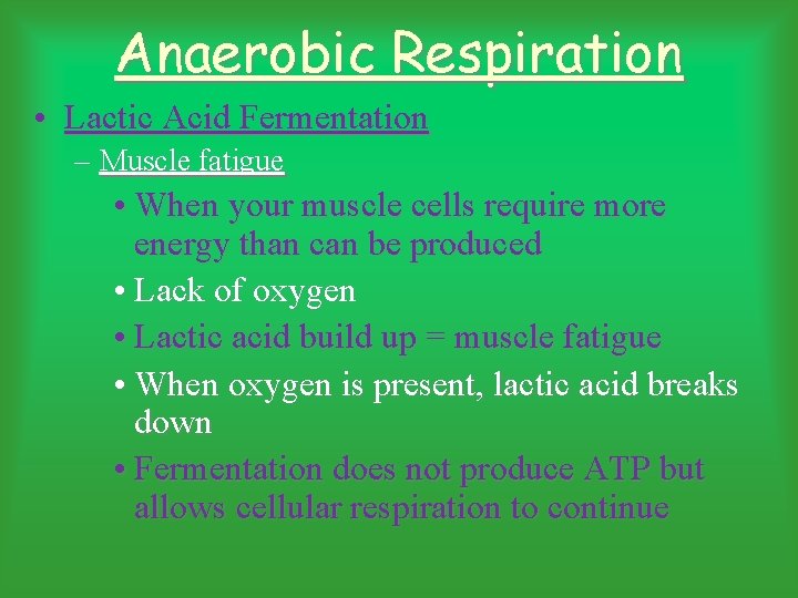 Anaerobic Respiration • Lactic Acid Fermentation – Muscle fatigue • When your muscle cells