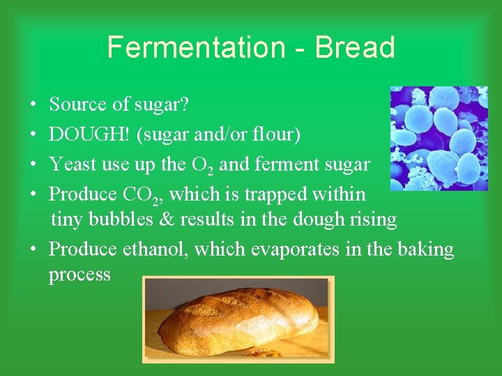 Fermentation - Bread • • Source of sugar? DOUGH! (sugar and/or flour) Yeast use