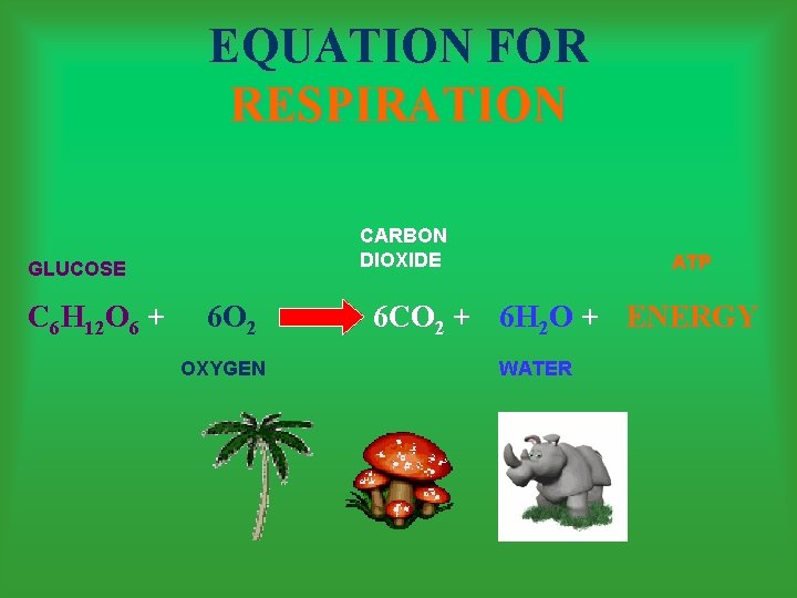 EQUATION FOR RESPIRATION CARBON DIOXIDE GLUCOSE C 6 H 12 O 6 + 6
