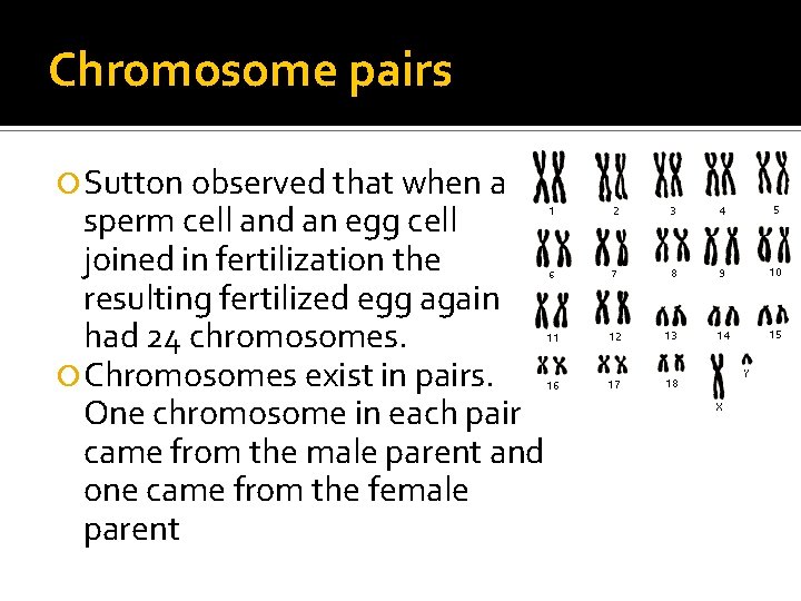 Chromosome pairs Sutton observed that when a sperm cell and an egg cell joined