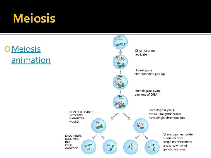 Meiosis animation 