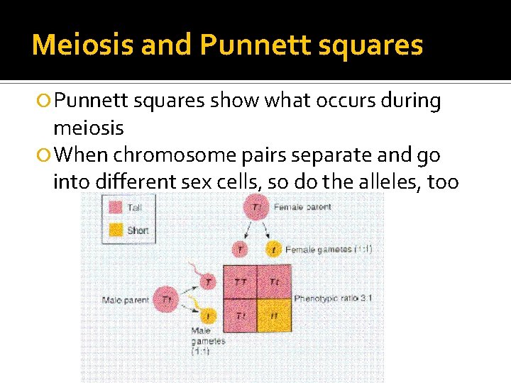 Meiosis and Punnett squares show what occurs during meiosis When chromosome pairs separate and