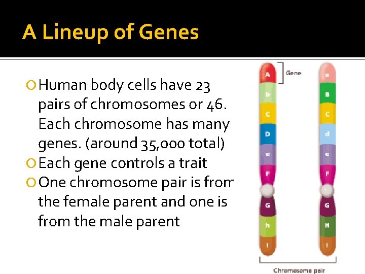 A Lineup of Genes Human body cells have 23 pairs of chromosomes or 46.