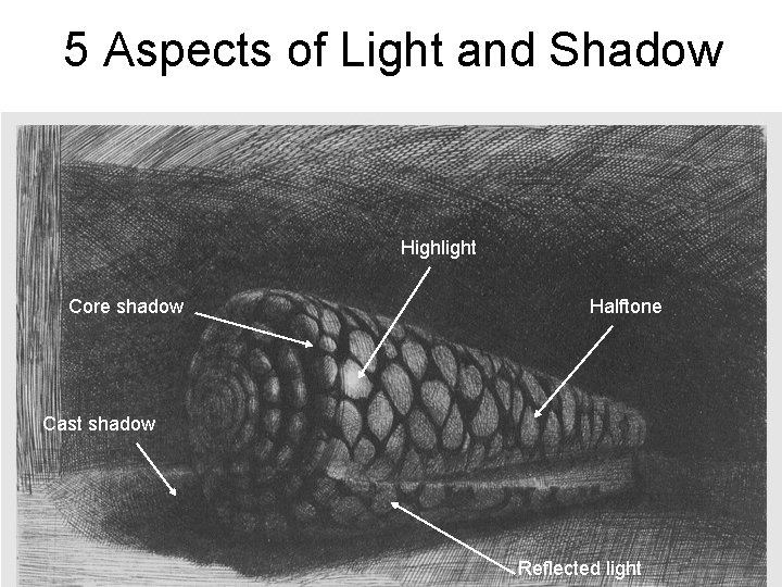 5 Aspects of Light and Shadow Highlight Core shadow Halftone Cast shadow Reflected light