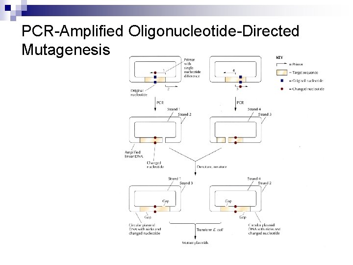 PCR-Amplified Oligonucleotide-Directed Mutagenesis 