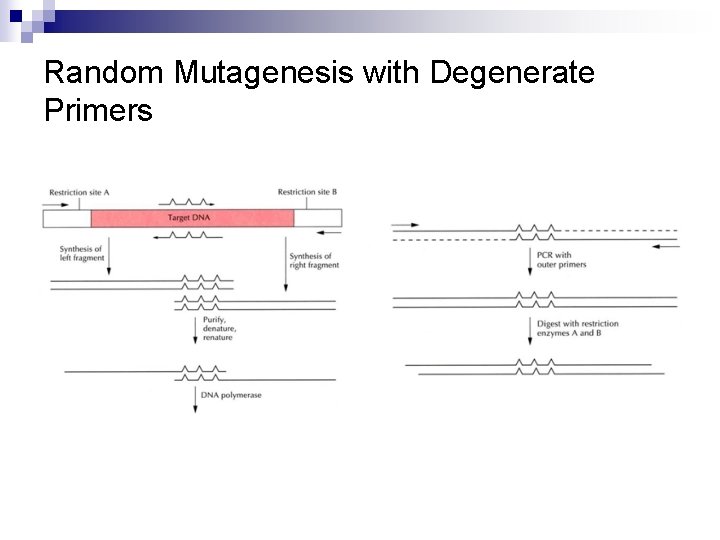 Random Mutagenesis with Degenerate Primers 