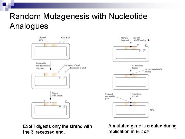 Random Mutagenesis with Nucleotide Analogues Exo. III digests only the strand with the 3’