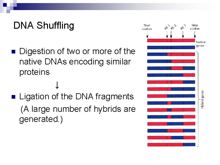DNA Shuffling n n Digestion of two or more of the native DNAs encoding