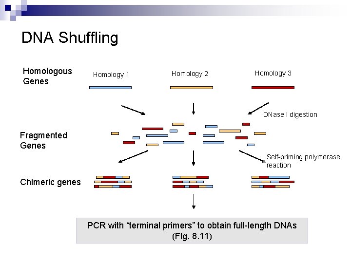 DNA Shuffling Homologous Genes Homology 1 Homology 2 Homology 3 DNase I digestion Fragmented
