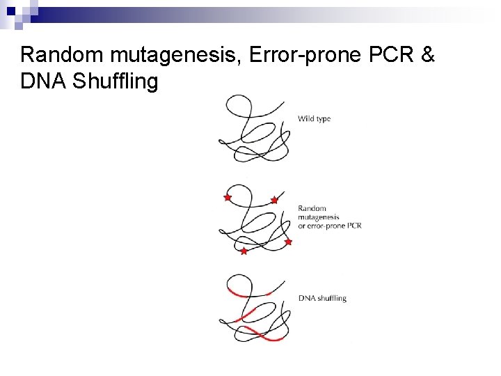 Random mutagenesis, Error-prone PCR & DNA Shuffling 