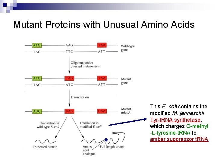 Mutant Proteins with Unusual Amino Acids This E. coli contains the modified M. jannaschii