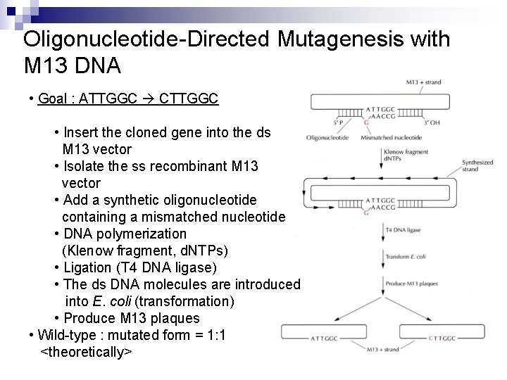 Oligonucleotide-Directed Mutagenesis with M 13 DNA • Goal : ATTGGC CTTGGC • Insert the