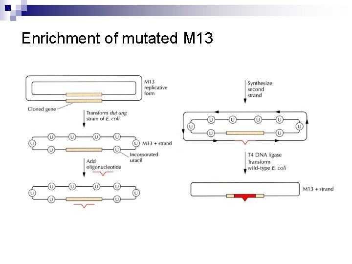 Enrichment of mutated M 13 