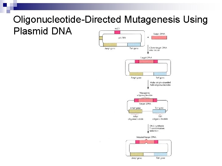 Oligonucleotide-Directed Mutagenesis Using Plasmid DNA 