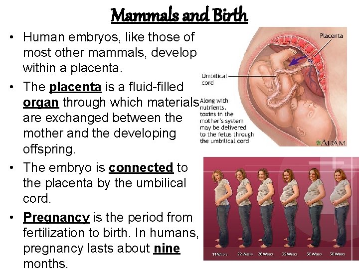 Mammals and Birth • Human embryos, like those of most other mammals, develop within