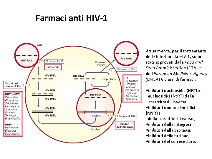 Farmaci anti HIV-1 Attualmente, per il trattamento delle infezioni da HIV-1, sono stati approvati