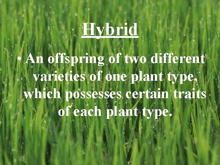 Hybrid • An offspring of two different varieties of one plant type, which possesses