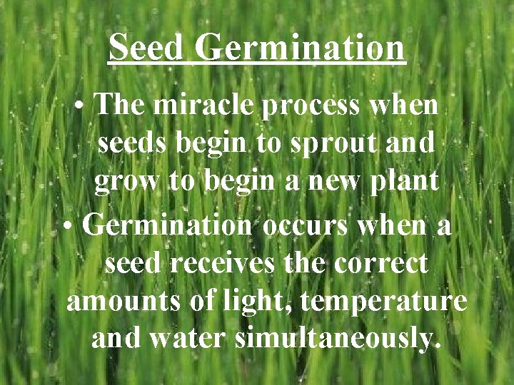 Seed Germination • The miracle process when seeds begin to sprout and grow to