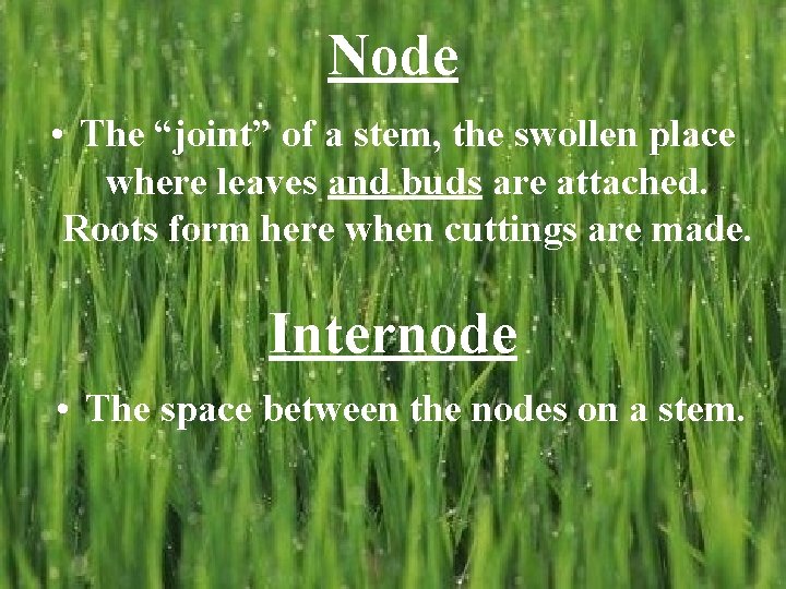Node • The “joint” of a stem, the swollen place where leaves and buds