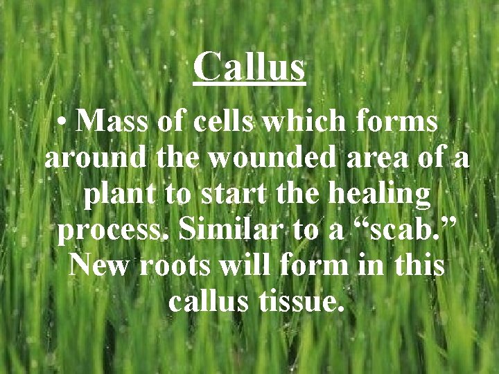 Callus • Mass of cells which forms around the wounded area of a plant