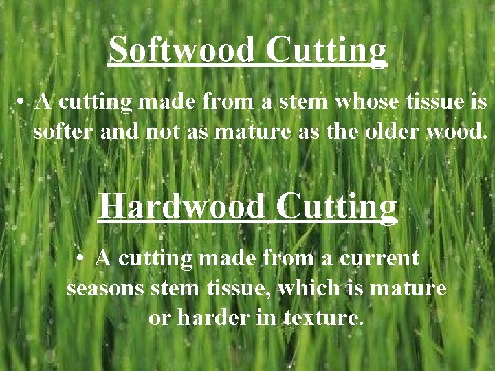 Softwood Cutting • A cutting made from a stem whose tissue is softer and
