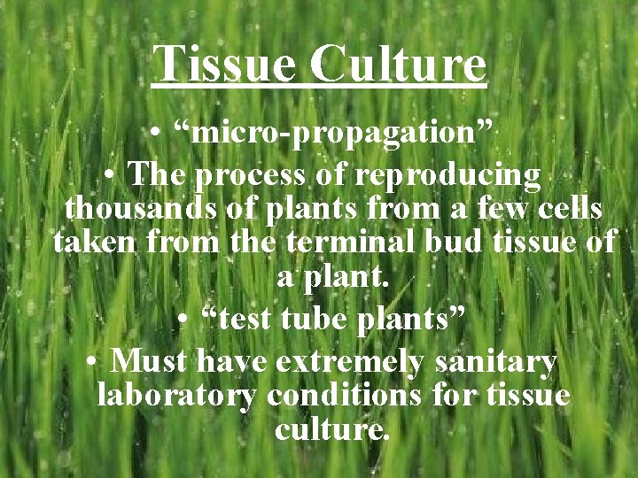 Tissue Culture • “micro-propagation” • The process of reproducing thousands of plants from a