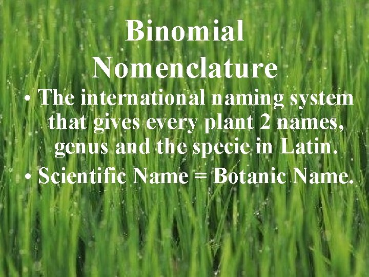 Binomial Nomenclature • The international naming system that gives every plant 2 names, genus