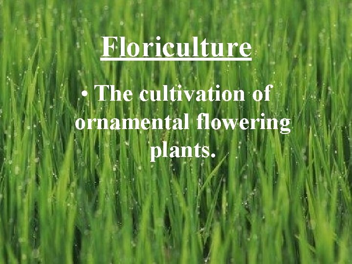 Floriculture • The cultivation of ornamental flowering plants. 