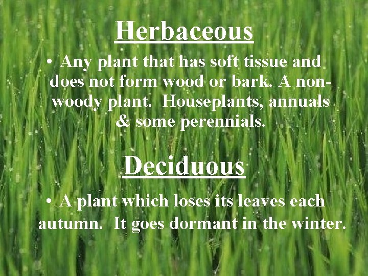 Herbaceous • Any plant that has soft tissue and does not form wood or