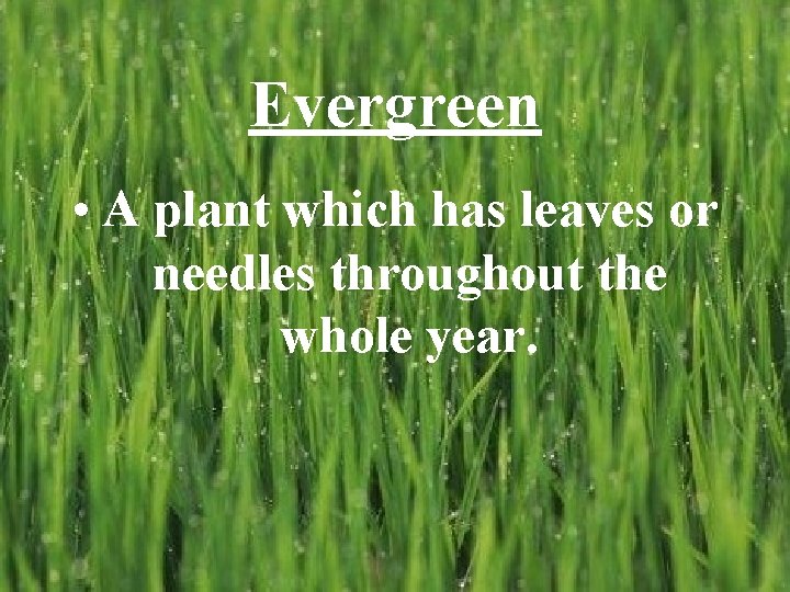 Evergreen • A plant which has leaves or needles throughout the whole year. 