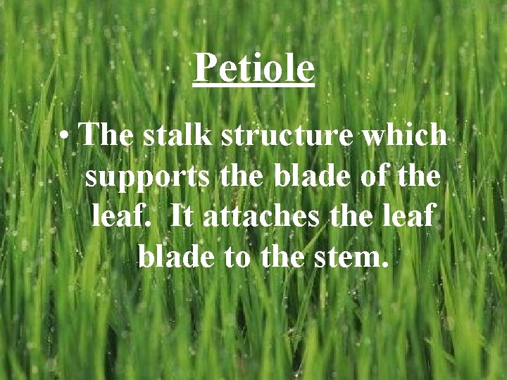 Petiole • The stalk structure which supports the blade of the leaf. It attaches