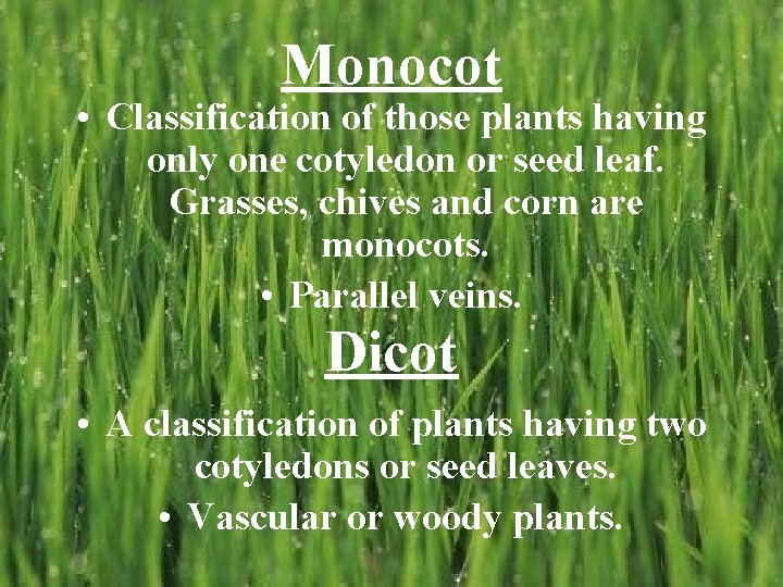 Monocot • Classification of those plants having only one cotyledon or seed leaf. Grasses,
