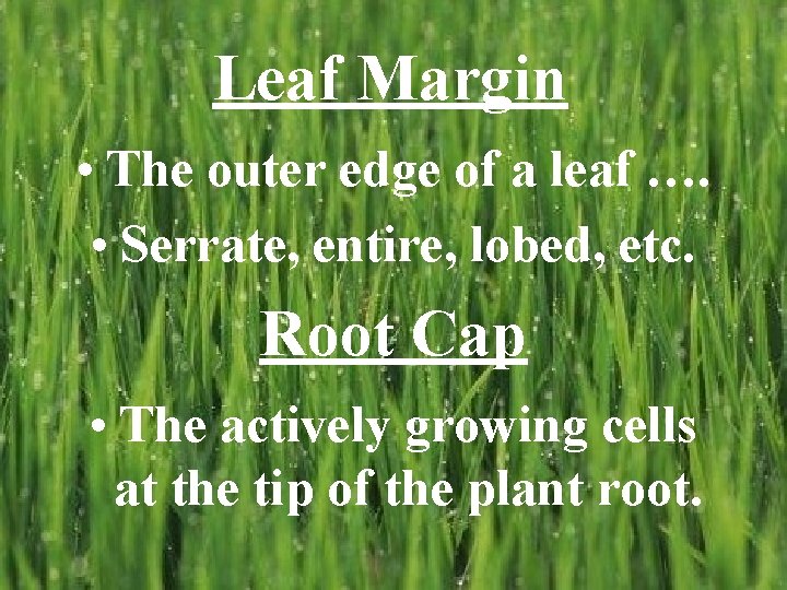 Leaf Margin • The outer edge of a leaf …. • Serrate, entire, lobed,