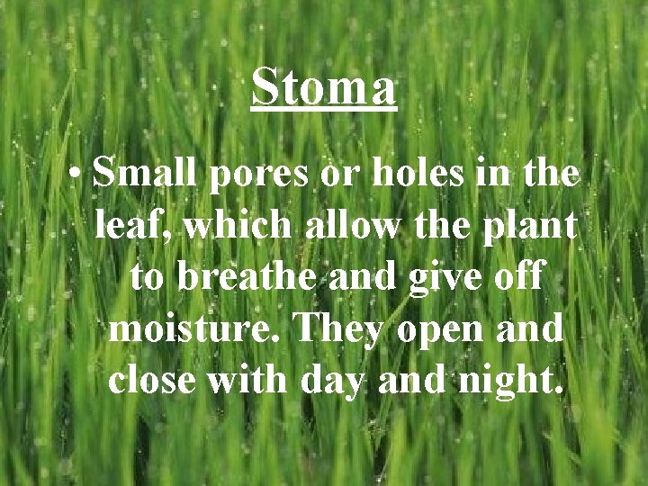 Stoma • Small pores or holes in the leaf, which allow the plant to