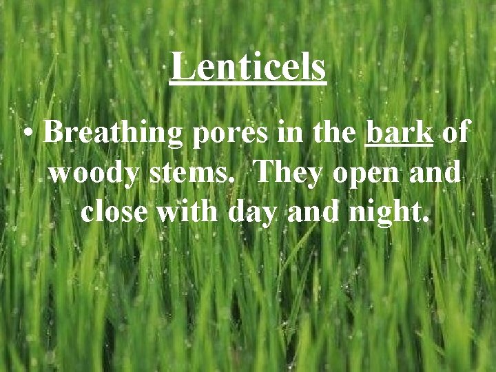 Lenticels • Breathing pores in the bark of woody stems. They open and close