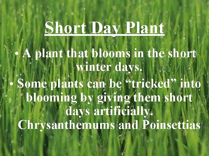 Short Day Plant • A plant that blooms in the short winter days. •