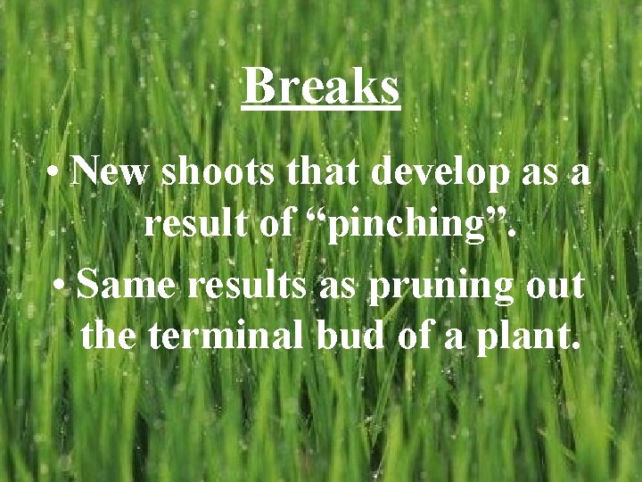 Breaks • New shoots that develop as a result of “pinching”. • Same results