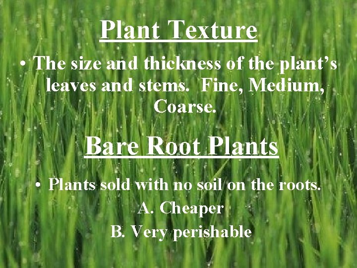 Plant Texture • The size and thickness of the plant’s leaves and stems. Fine,
