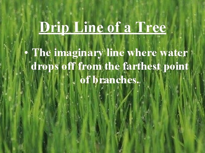 Drip Line of a Tree • The imaginary line where water drops off from