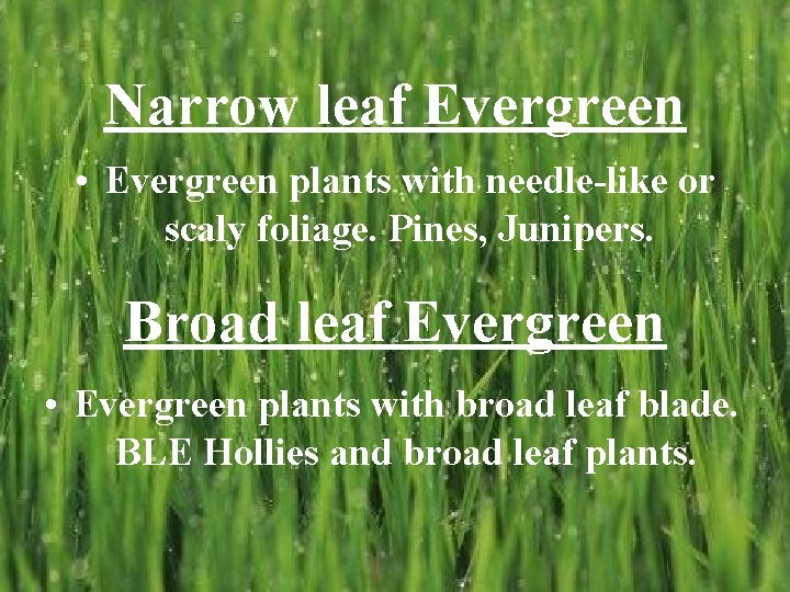 Narrow leaf Evergreen • Evergreen plants with needle-like or scaly foliage. Pines, Junipers. Broad