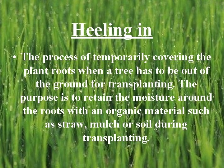 Heeling in • The process of temporarily covering the plant roots when a tree