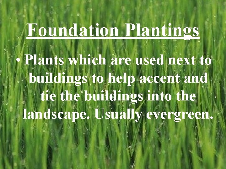 Foundation Plantings • Plants which are used next to buildings to help accent and